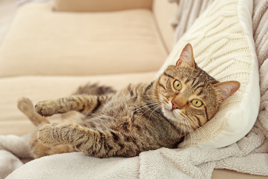 猫が布団やソファでオシッコをしてしまった時にやるべきこと