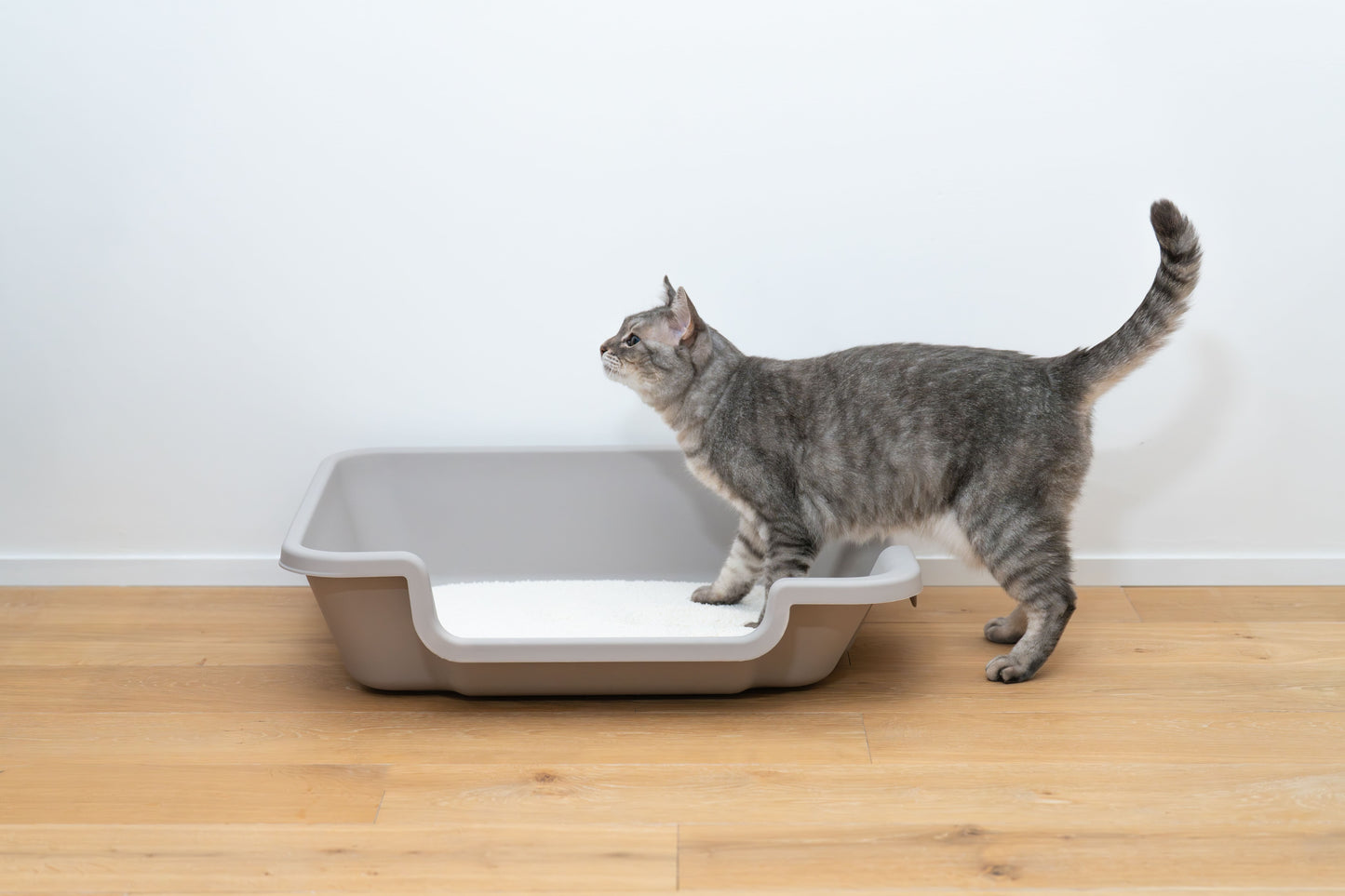 新生活応援セール実施中！ ~4/20まで massiro 猫砂+低段差キャットトイレ スターターセット