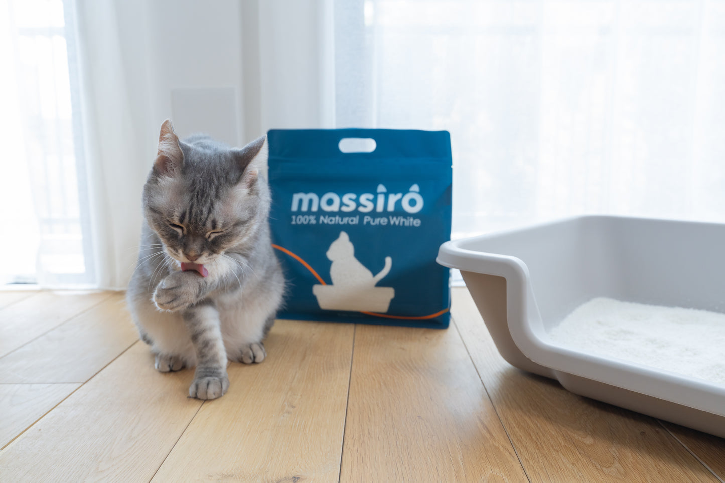 新生活応援セール実施中！ ~4/20まで massiro 猫砂+低段差キャットトイレ スターターセット