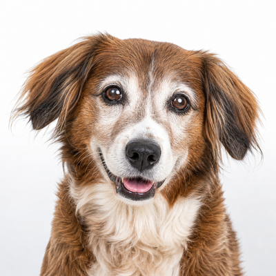 犬