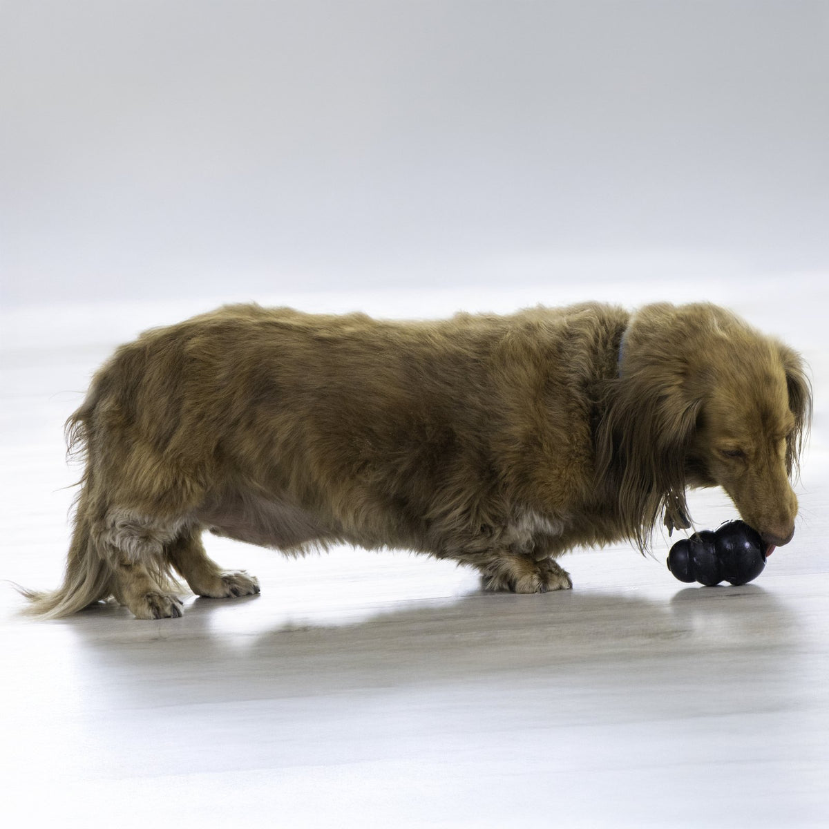 ブラックコングで遊ぶ犬