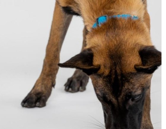 Pawzlerのパーツを前足で探る犬